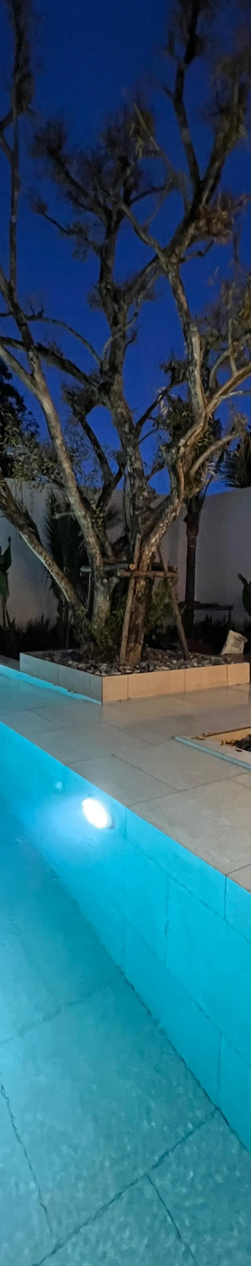 Saltwater pool at night with underwater lighting and sculptural tree