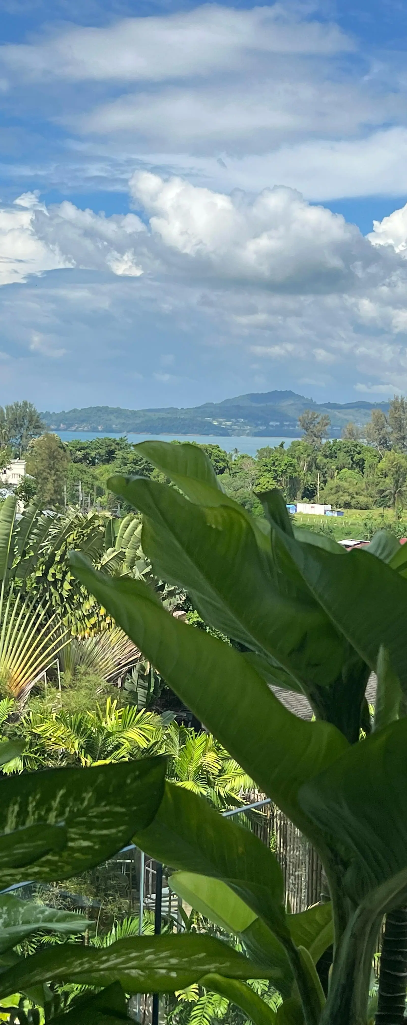 Sea view to the Andaman from the west-facing balcony, framed by palm canopy