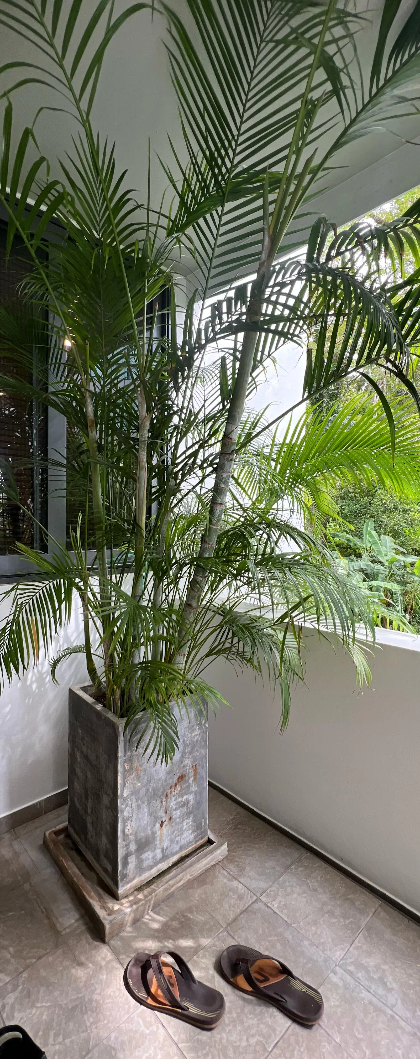 Balcony corner with potted palm