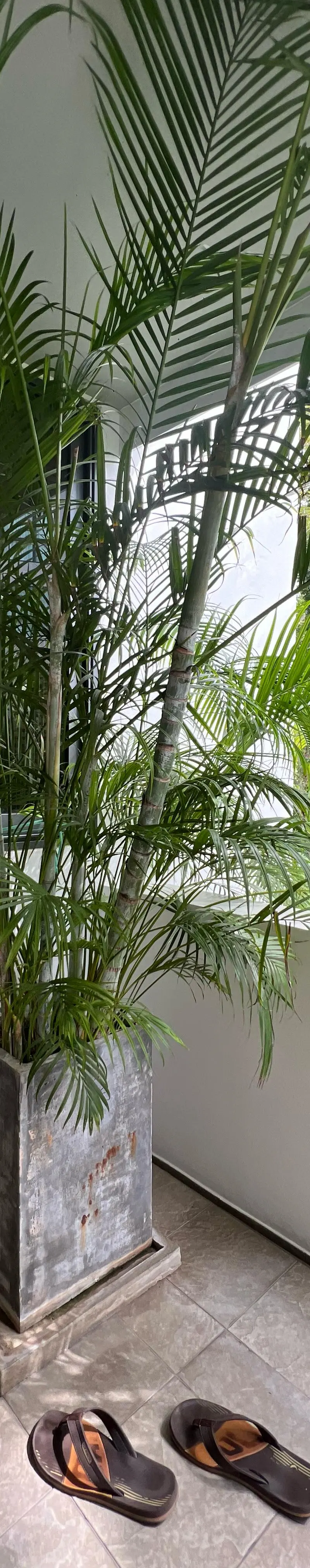 Balcony corner with potted palm